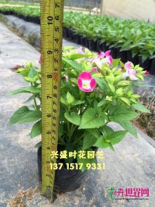 夏堇
