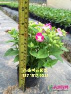 夏堇